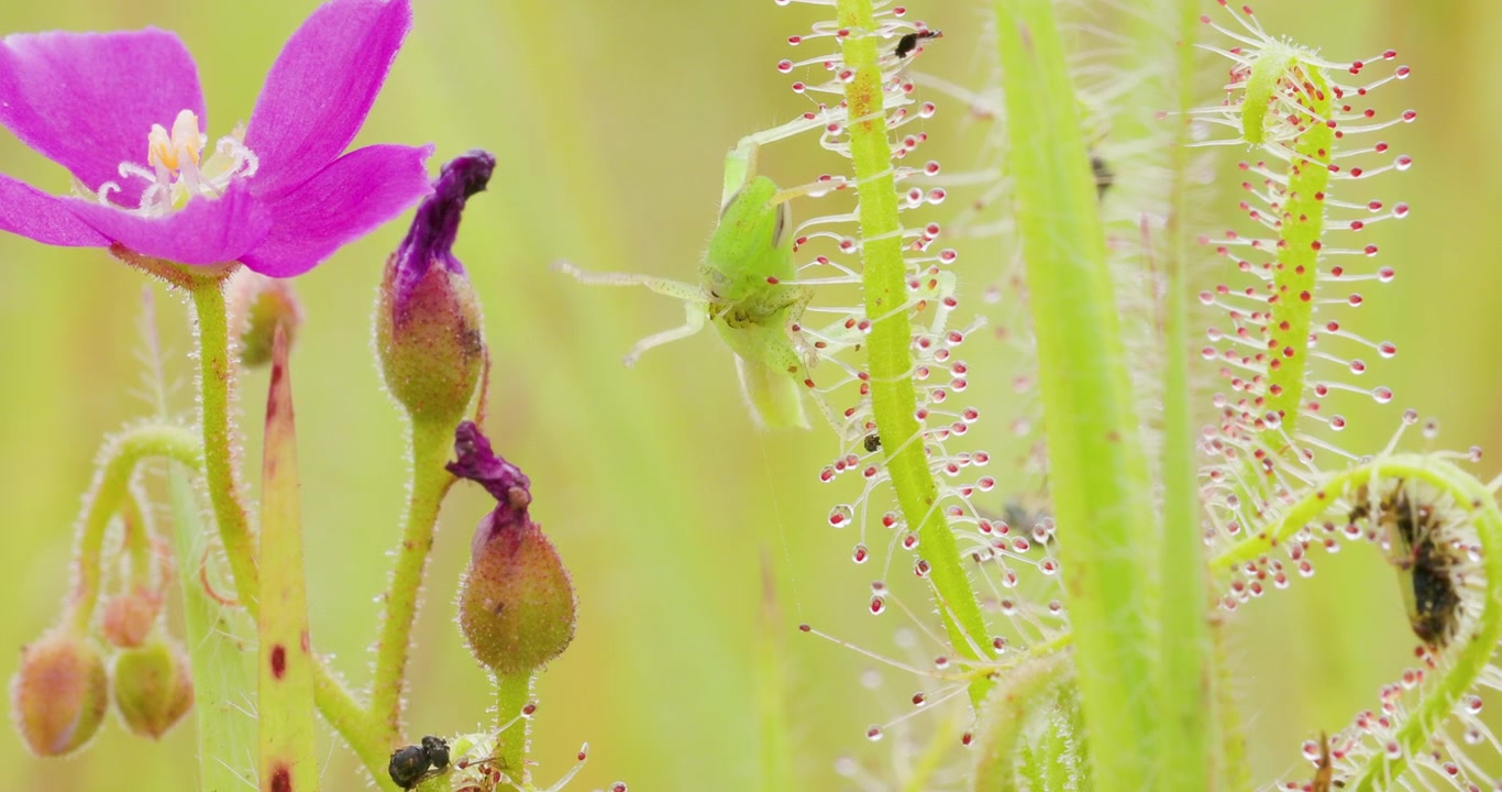 Cavalletta verde intrappolata in una Drosera indiana; imboscata floreale mattutina monsonica al rallentatore