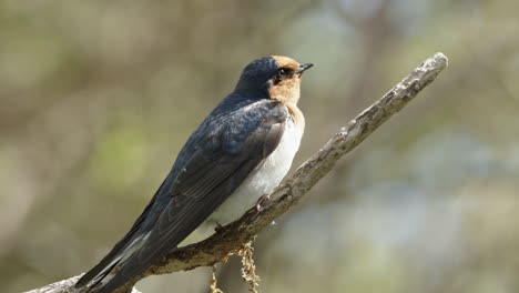 Willkommensschwalbenvogel,-Der-Auf-Dem-Zweig-Im-Wald-In-Neuseeland-Hockt-–-Aus-Nächster-Nähe