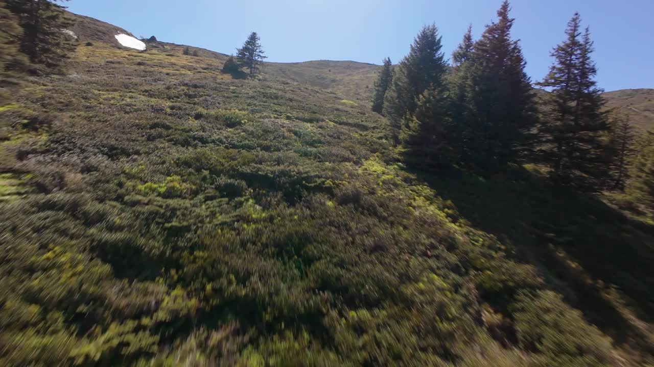 Aerial flyover of green alpine hills and pine trees in Brambrüesch, Switzerland