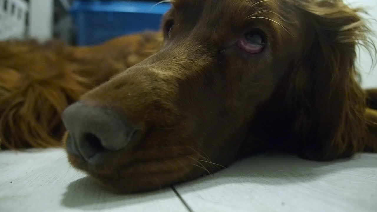 cara de primer plano: el lindo perro setter comienza a dormirse en el suelo de la casa