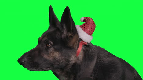 shepherd dog in front of a greenscreen, wearing a red christmas hat