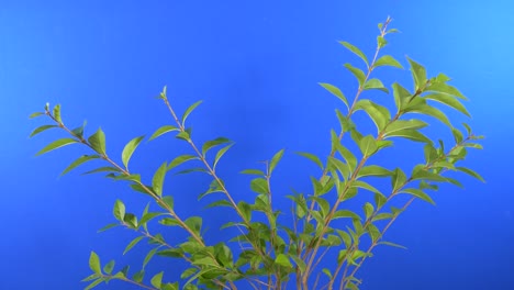 leafy branches in wind - bluescreen for compositing