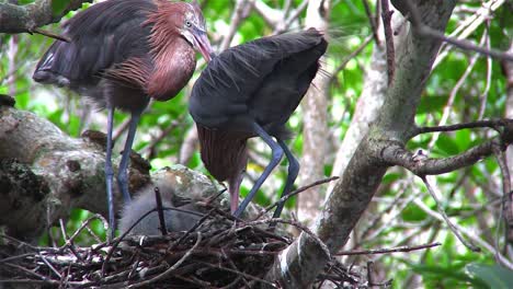 Unas-Garzas-Azules-Cuidan-Un-Nido-De-Polluelos