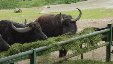 asiatic water buffalo feeds on grass during daytime in zoo gdansk, poland