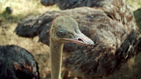 Primer-Plano-De-Un-Lindo-Avestruz-Parado-Cerca-De-Su-Rebaño-En-El-Zoológico,-Mauricio,-áfrica