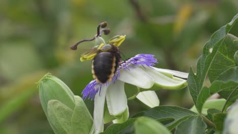 close up of a black and yellow bumblebee flying over a blue crown passion flower to collect nectar