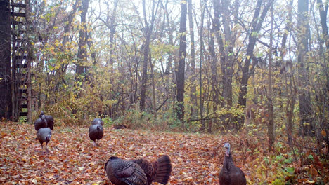 wild turkey - whitetail buck causally walks thru flock of wild turkey foraging for nuts, seeds and insects in the woods in midwest in fall; concepts of nature, game camera, wildlife and hunting