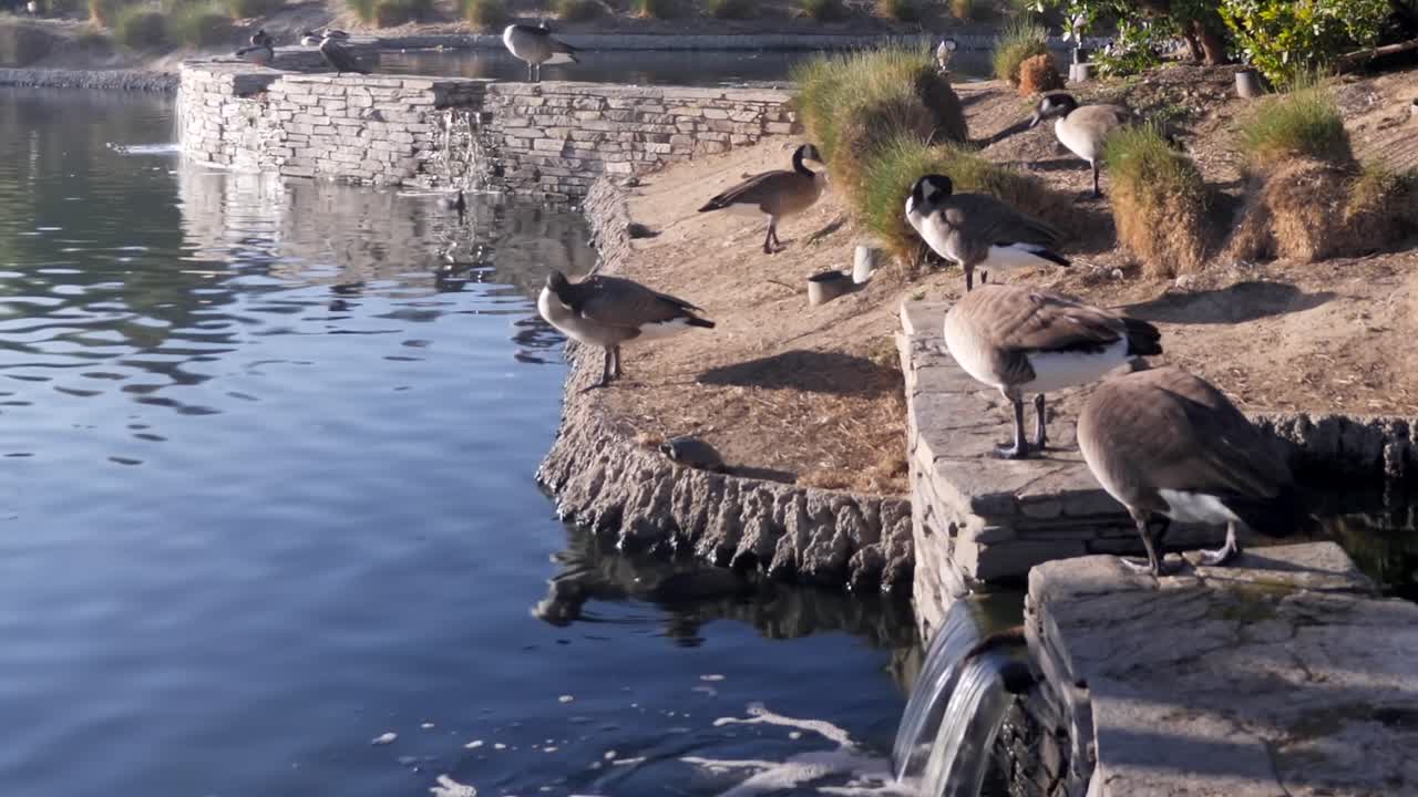 미국 도시 공원에서 깃털을 청소하는 캐나다 기러기