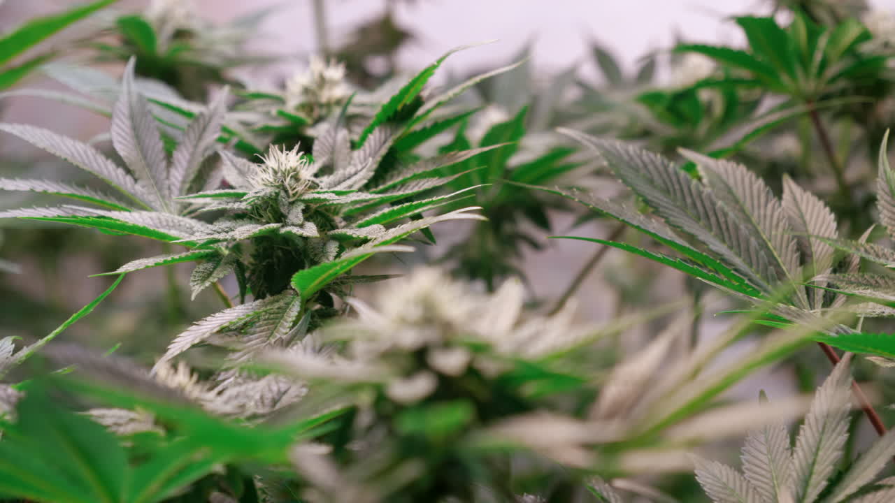 toma de plantas de cannabis que crecen en una carpa de cultivo durante la etapa de floración