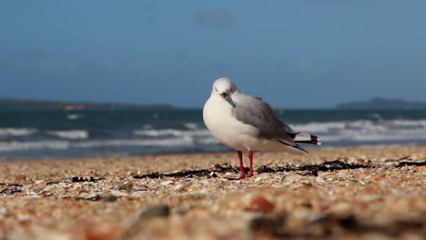 una gaviota parada en la arena de una playa-1