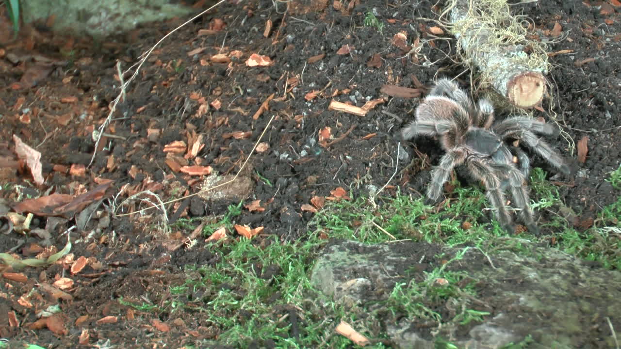 vista frontal de cerca de tarántula andante