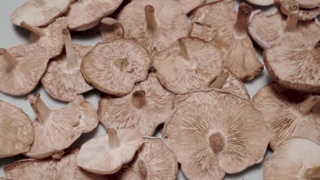 wild mushroom drying on plate, closeup pan right