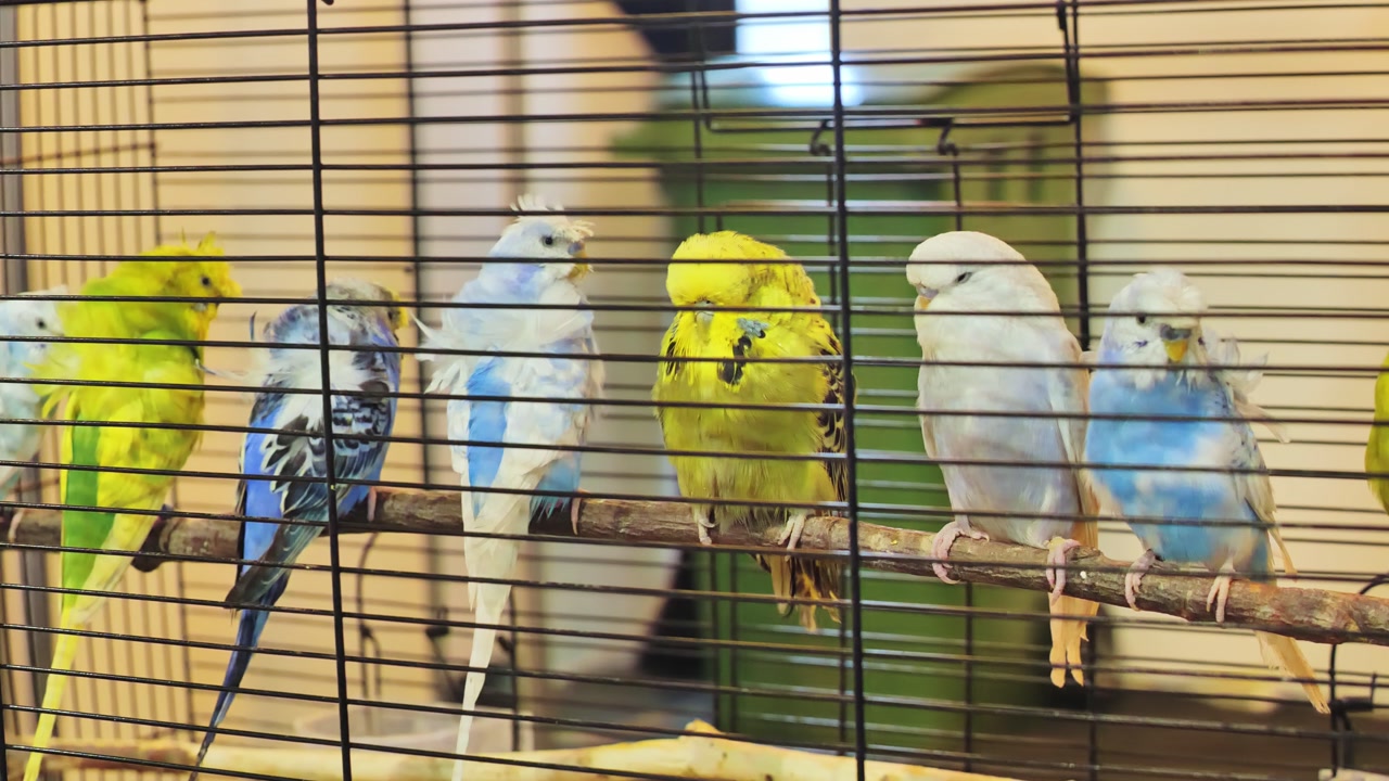 Parakeets resting on perch in cage with one bird grooming amid calm flock
