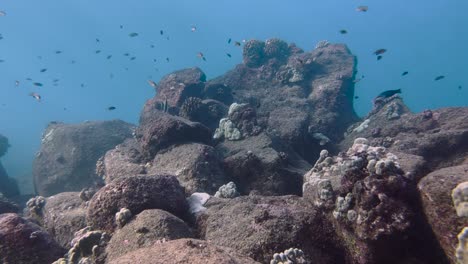 Underwater-footage-of-a-rocky-coral-Reef-in-Hawaii,-USA-in-December-2023