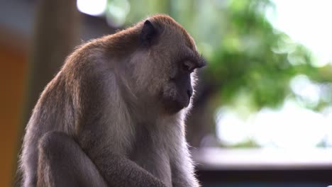 close up shot of a wild crab-eating macaque or long tailed macaque, macaca fascicularis perched on the tree against blurred leafy bokeh background, wondering around its surrounding environment