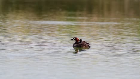 la madre del somormujo pequeño de cuello rojo tiene un diminuto dabchick en la espalda flotando en un lago en lat krabang, bangkok, tailandia