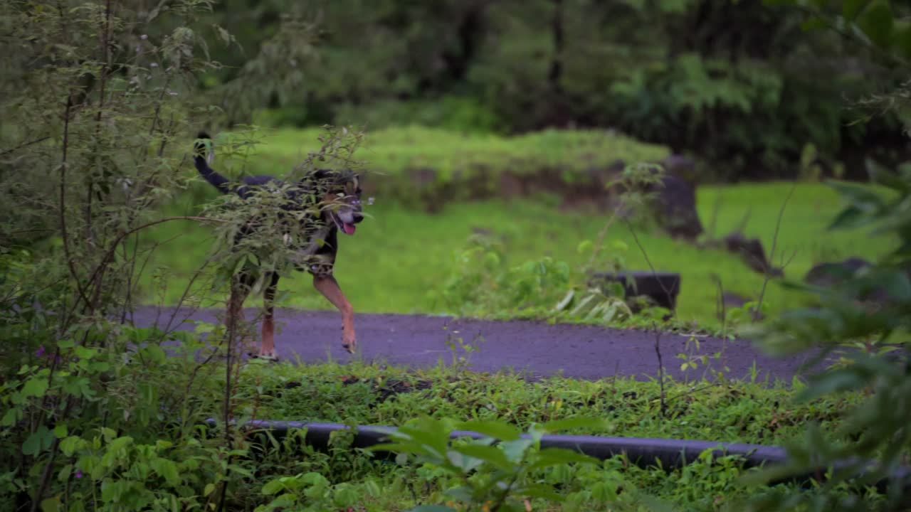 개가 깨어나는 넓은 시야 클로즈업 시야