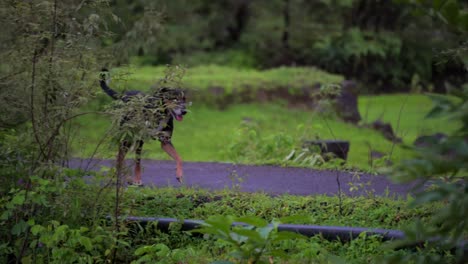 dog-waking-wide-view-closeup-view