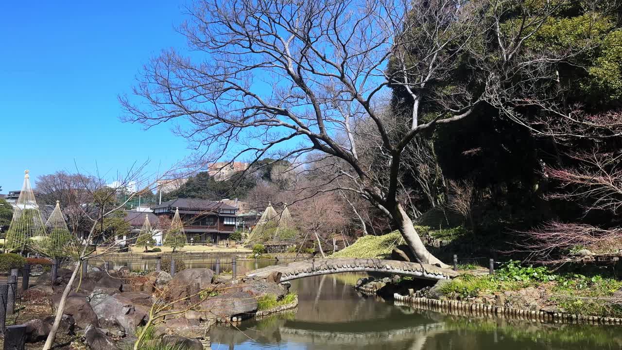 A serene Japanese garden in Tokyo, showcasing a leafless tree and tranquil water bridge