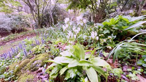 Sternschnuppen-Dodekatheon-In-Blüte-In-Der-Nähe-Von-Boone,-NC