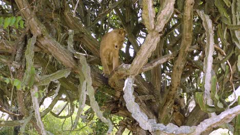 Lion-stands-up-in-a-tree,-looking-out-towards-camera-in-wild-Africa