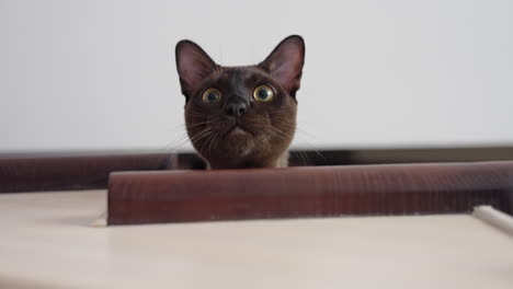 funny kitten with expressive look. portrait of cat lying on the home wooden stair