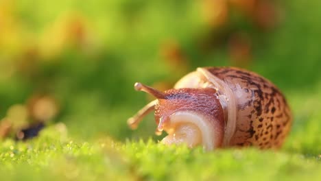 Close-up-of-a-snail-slowly-creeping-in-the-sunset-sunlight.