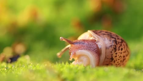 primer plano de un caracol que se arrastra lentamente en la luz del atardecer.