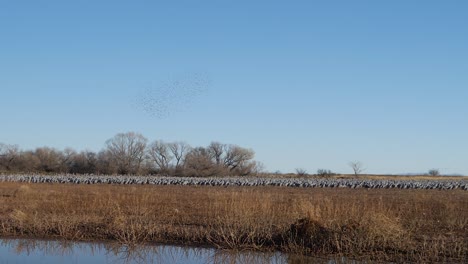 Sandhill-Cranes-takeoff-from-pond