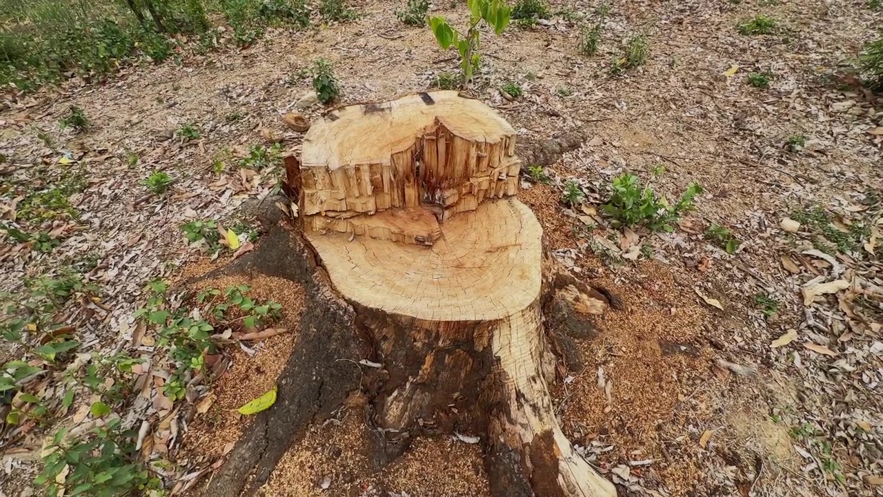 Camera orbiting around a freshly cut tree stump showing rough wood textures, exposed growth rings, roots, and scattered sawdust in a natural outdoor environment!