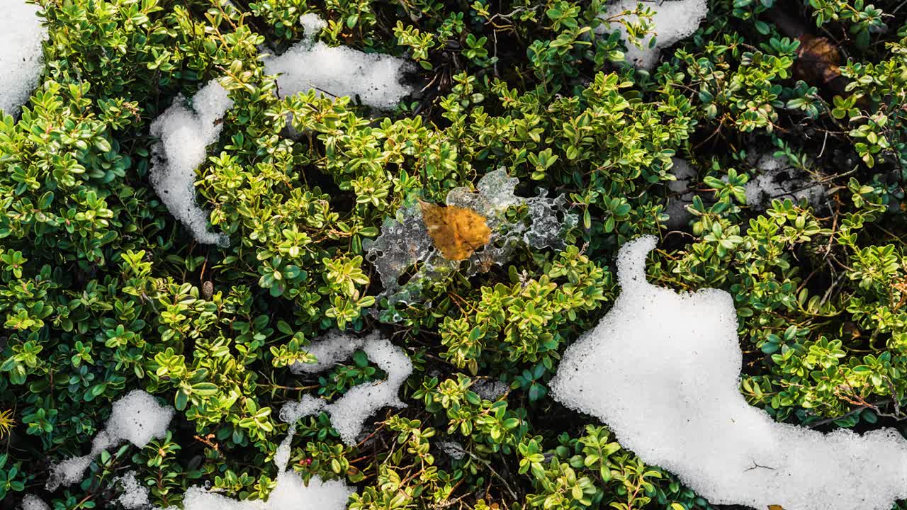 Timelapse of snow and ice melting in swamp with emerging green plants during late winter thaw. Frozen autumn leaf in ice.