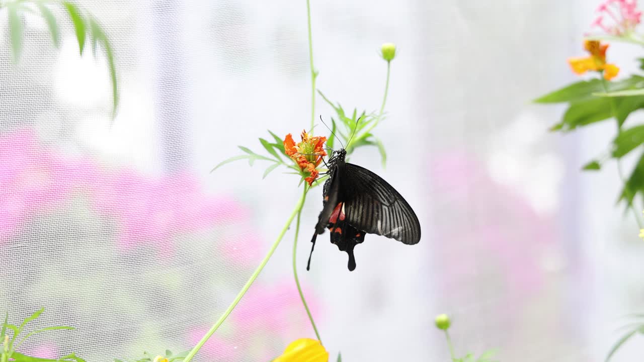 Butterfly flutters and feeds on garden flowers.