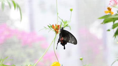 butterfly flutters and feeds on garden flowers.