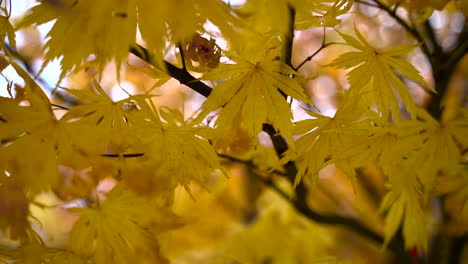 close up of beautiful yellow autumn leaves against white sky - slow motion