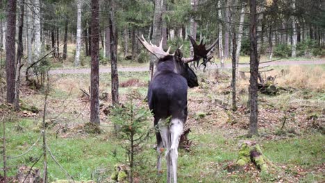 wide shot of a moose standing in the woods and looking back in slowmotion