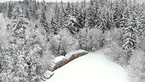 piles of logs by snow covered pine trees