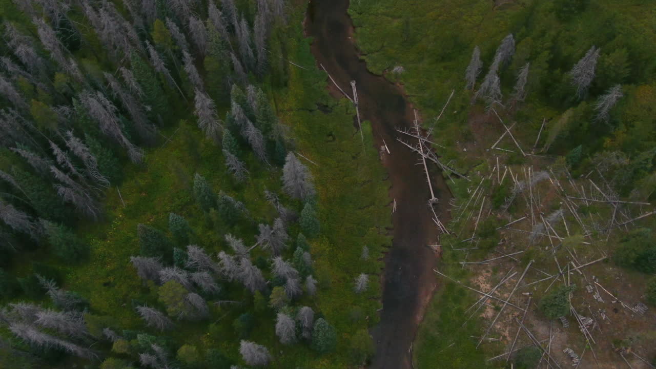 área boscosa con árboles de río y pino cerca de vail piney ranch lago de arriba hacia abajo mirar desde el aire