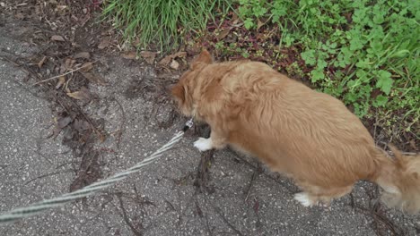 Perro-De-Raza-Griega-De-Tamaño-Mediano,-Dando-Un-Paseo-Con-Una-Correa-Pov