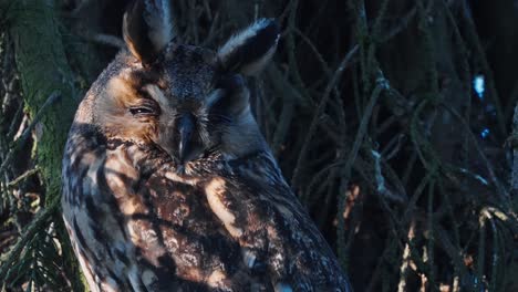 Portrait-of-sleepy-long-eared-owl-resting-on-Conifer-Tree-in-sunlight-at-the-forest