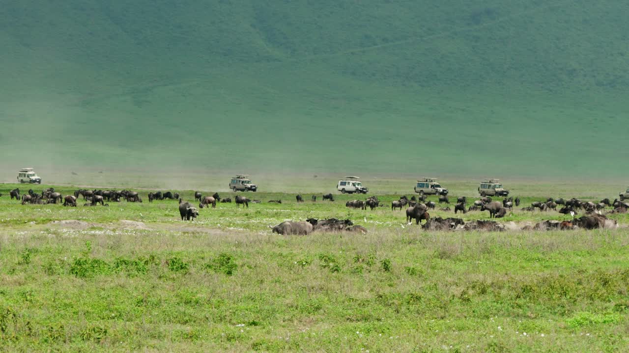 Group of safari vehicles driving along road in the Serengeti with the great migration wildebeest in the foreground
