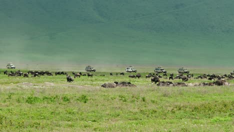 group of safari vehicles driving along road in the serengeti with the great migration wildebeest in the foreground