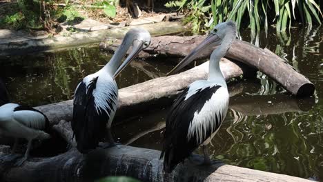pelicans standing on logs above pond in tropical wildlife habitat