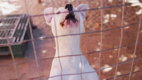 perro abandonado encerrado en un refugio