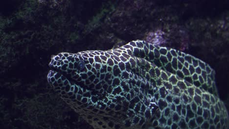 honeycomb moray eel inside reef open mouth to let entering cleaner fish