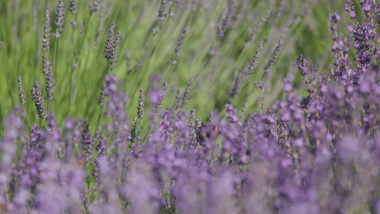 hermoso campo de lavanda en flor con mariposas