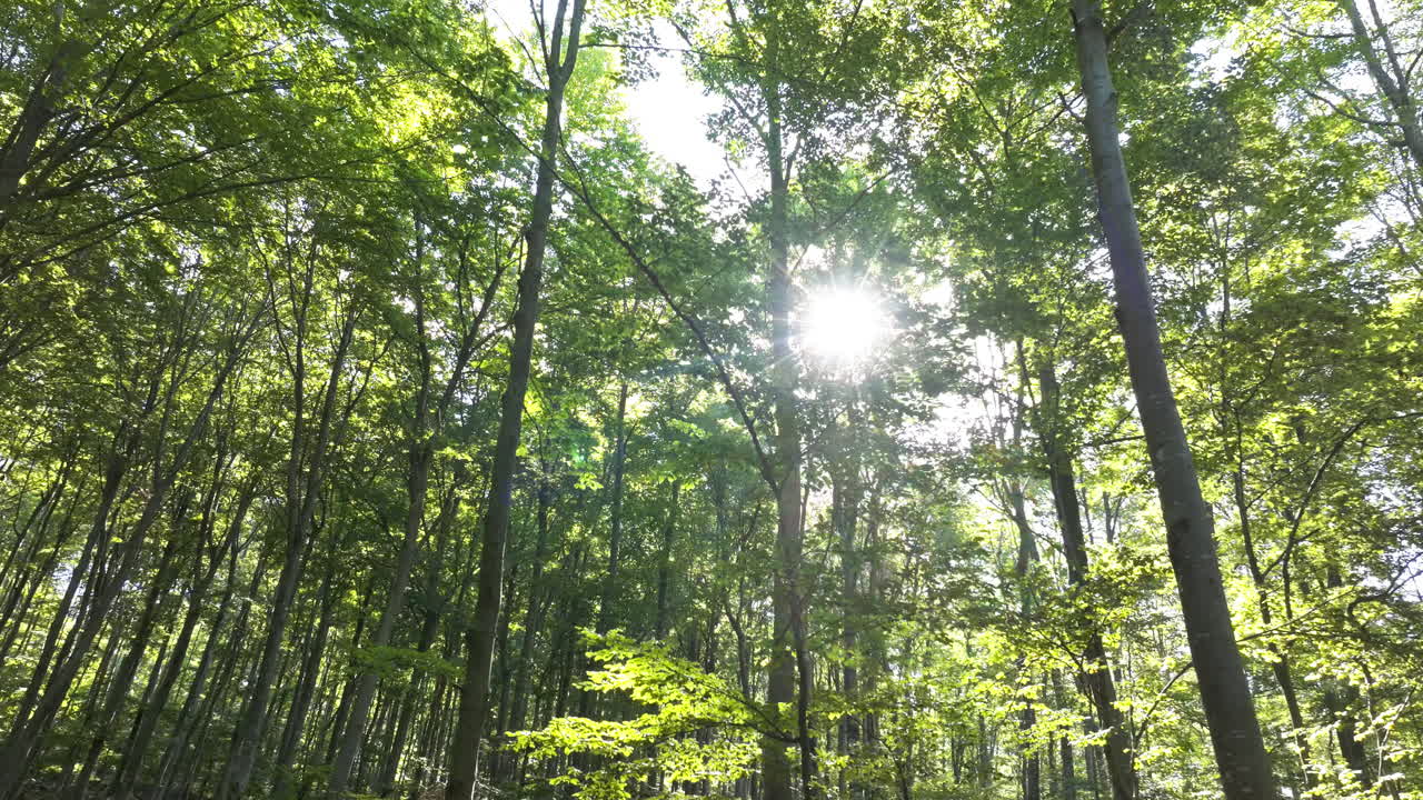 Forest trees with green foliage