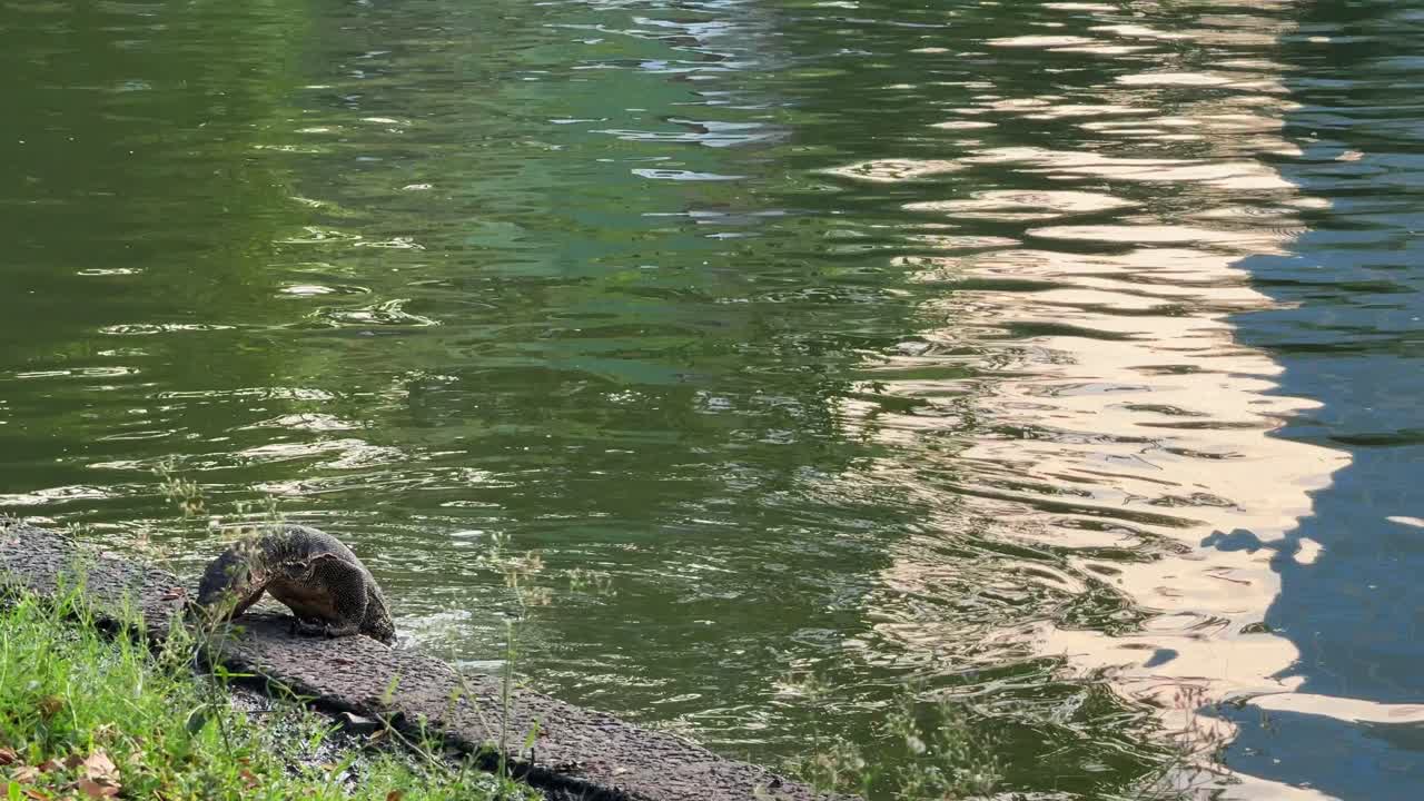 Lizard Monitor in Bangkok Thailand Lumphini Lumpini park urban wildlife
