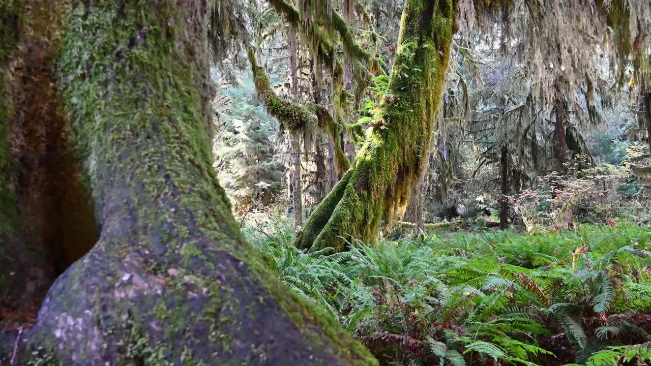 Massive moss-covered trees and vibrant ferns thrive in the dense, misty rainforest of Olympic National Park