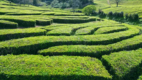 drone green tea field shot. aerial view lush agricultural rows on hilly terrain.