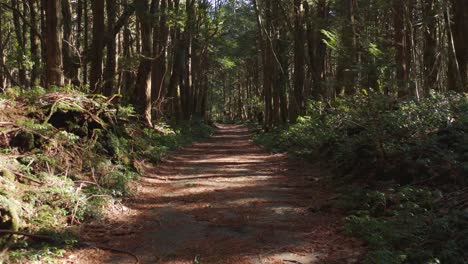 a dolly zoom of the eerie aokigahara forest, yamanashi prefecture, japan